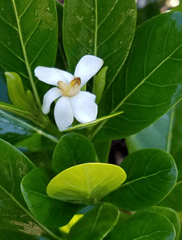 Dwarf Tahitian Gardenia 3 Gal