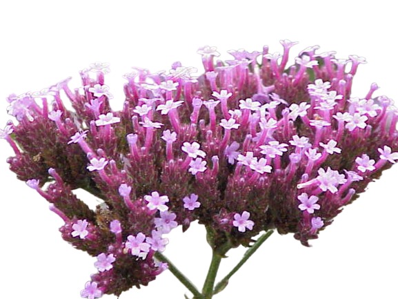 Verbena 1 Gal