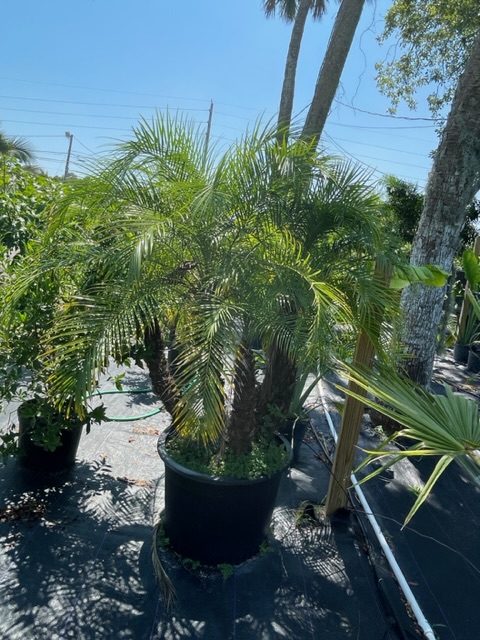 Roebelinii Palm 25 Gal
