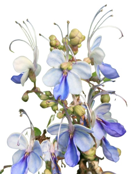 Blue Butterfly 3 Gal