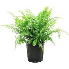 Nephrolepis biserrata 'Macho Fern' 3 gallon