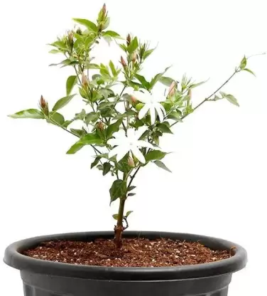 Jasminum multiflorum 'Downy Jasmine' 3 gallon 