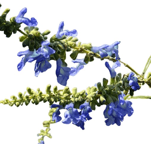 Blue Sage 1 Gal