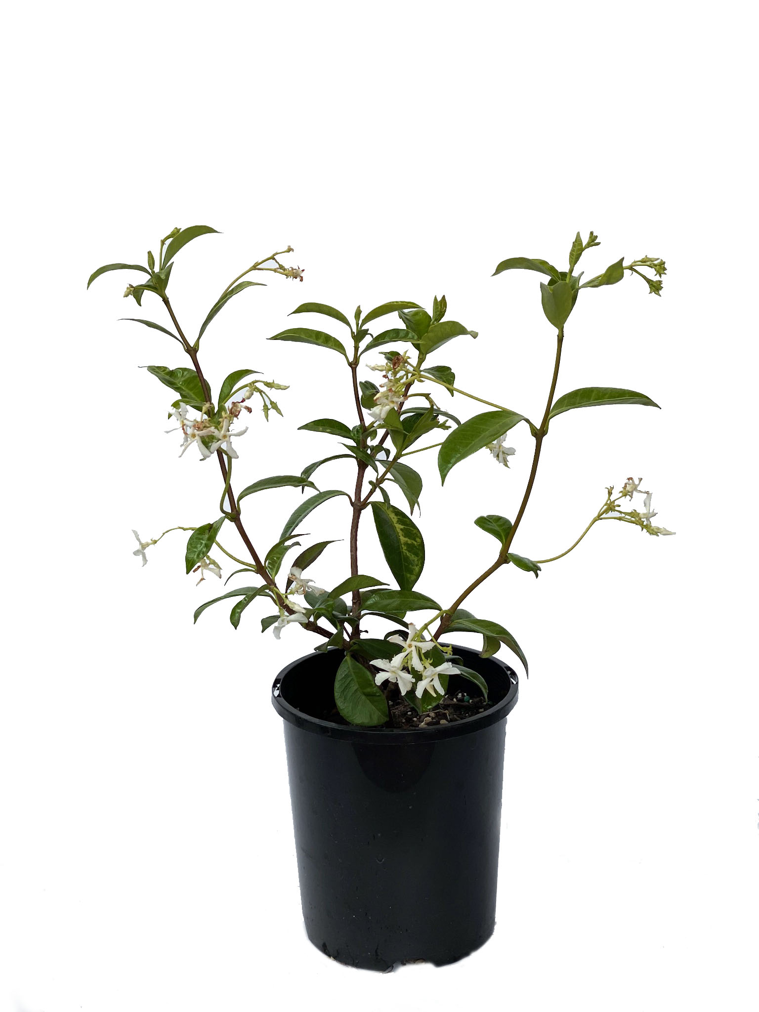 Trachelospermum jasminoides 'Variegated Confederate Jasmine' 3 gallon 