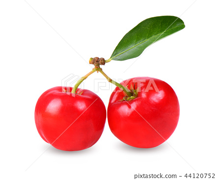 Malpighia punicifolia Barbados Cherry 3 gallon