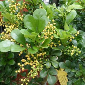 Chinese Perfume Bush 3 Gal