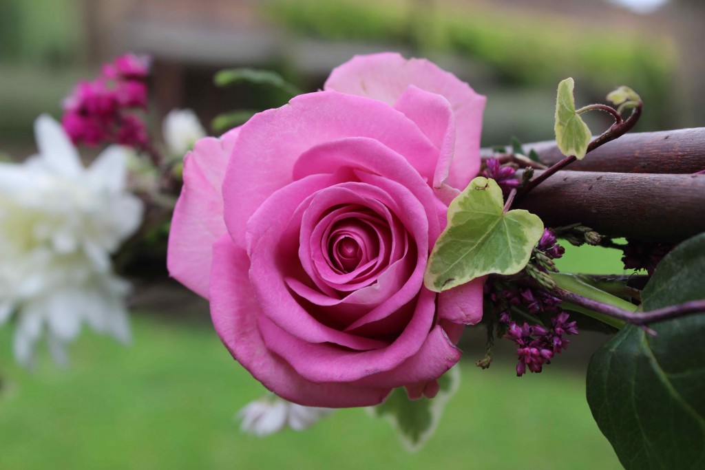 Picnic Rose 3 gal