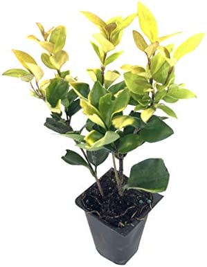 Ligustrum 'Jack Frost' 3 gallon 6.00 60.00 15 Breynia nivosa 'Snowbush' 3 gal