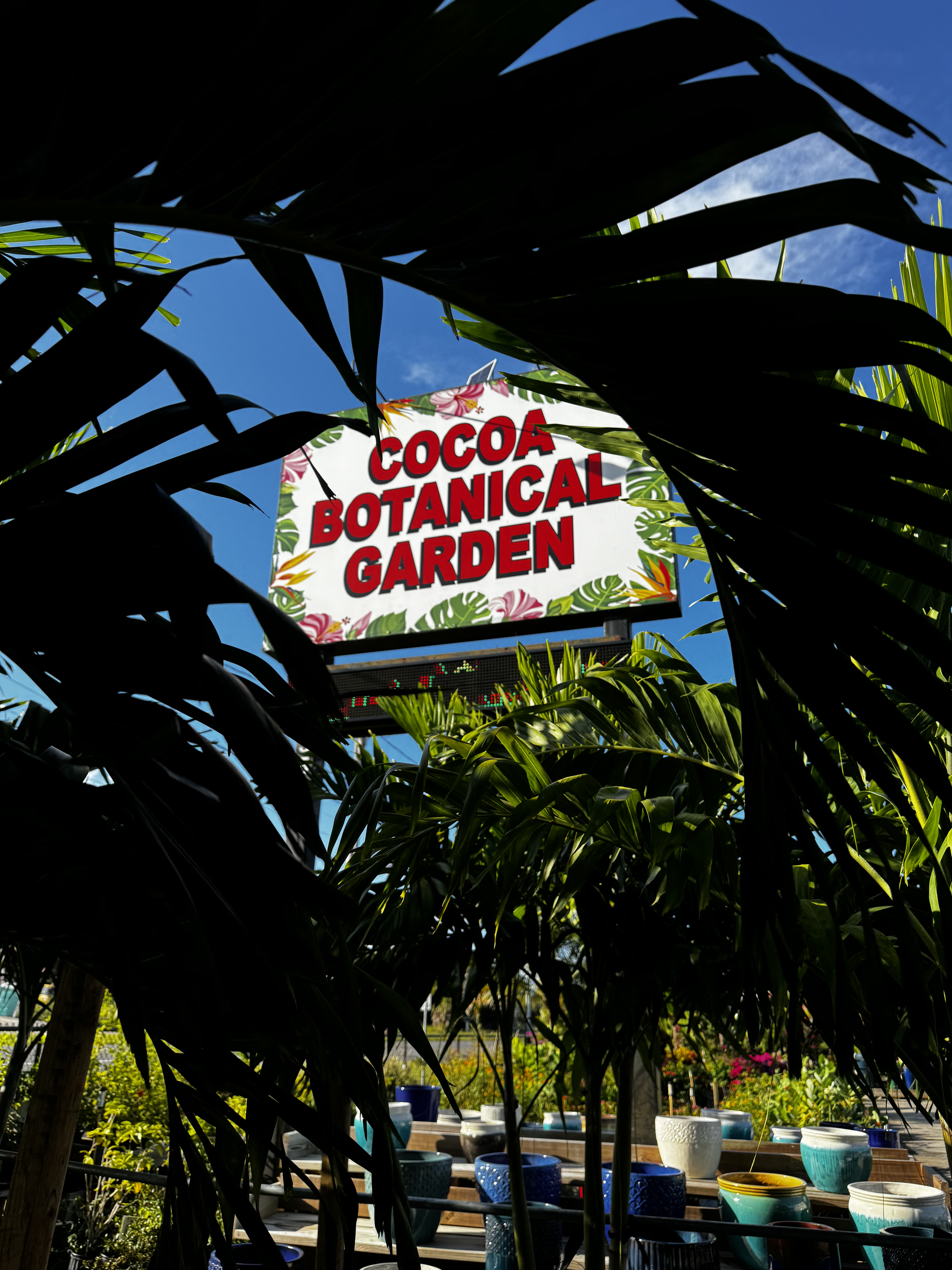 Broadleaf Lady palm