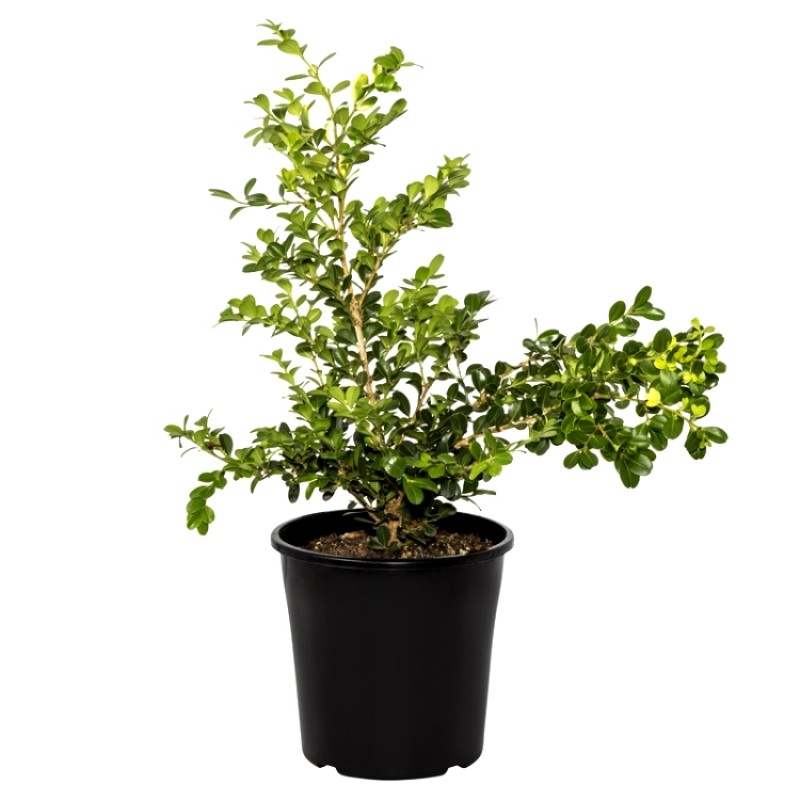 Buxus microphylla japonica 'Japanese Boxwood' 7 gallon