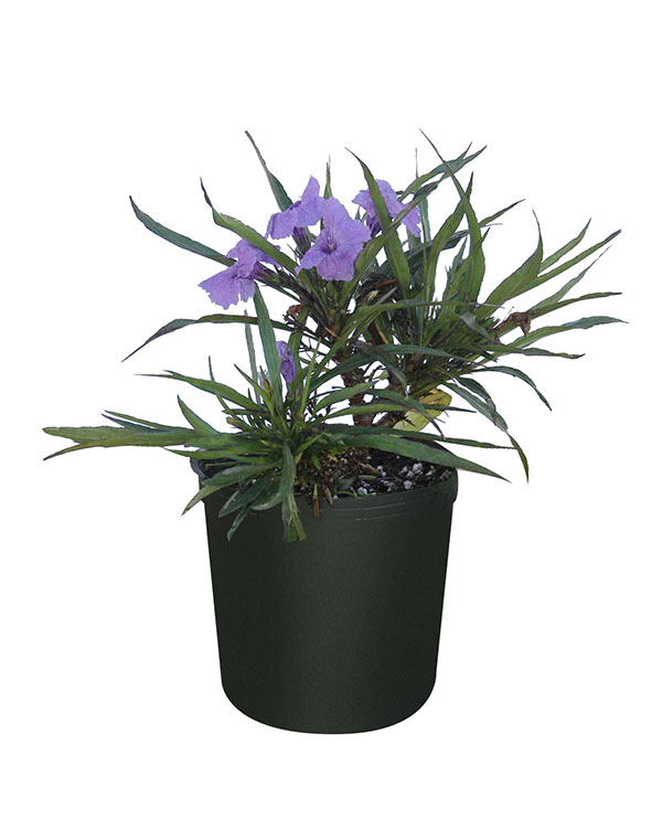 Ruellia Purple 3gallon