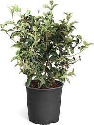 Viburnum suspensum 3 gallon