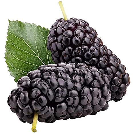 mulberry 3 gal