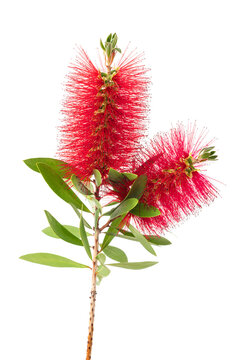 Weeping Bottle Brush7 gal