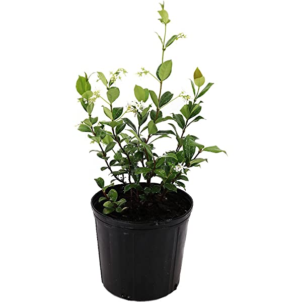 1 gallon Minima Green Jasmine