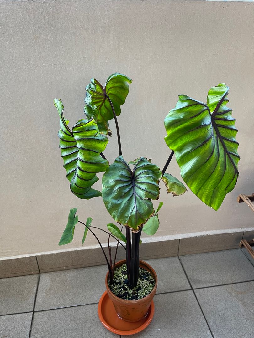 Colocasia Pharaoh's Mask 3 gal