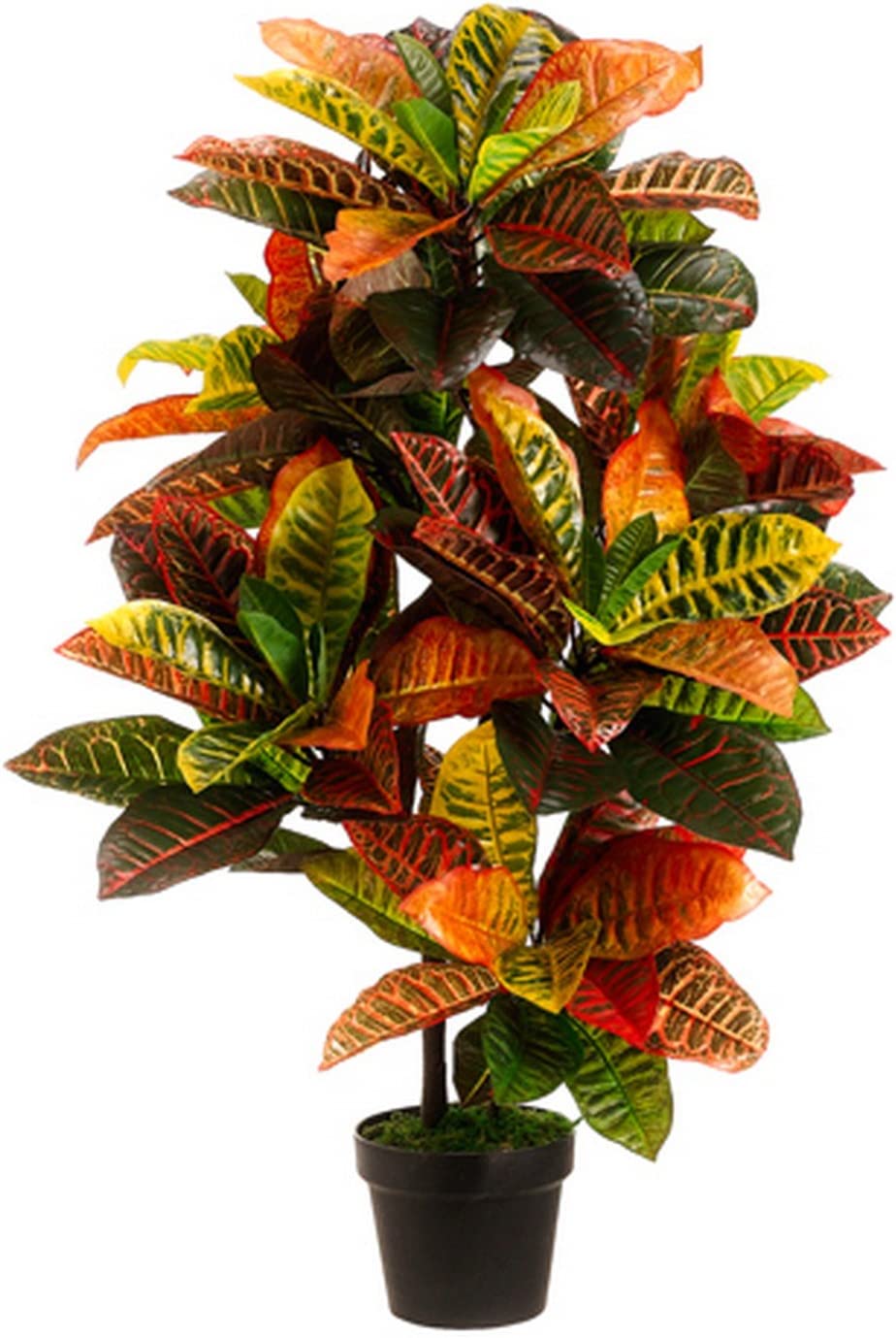Croton Bush 3 gal