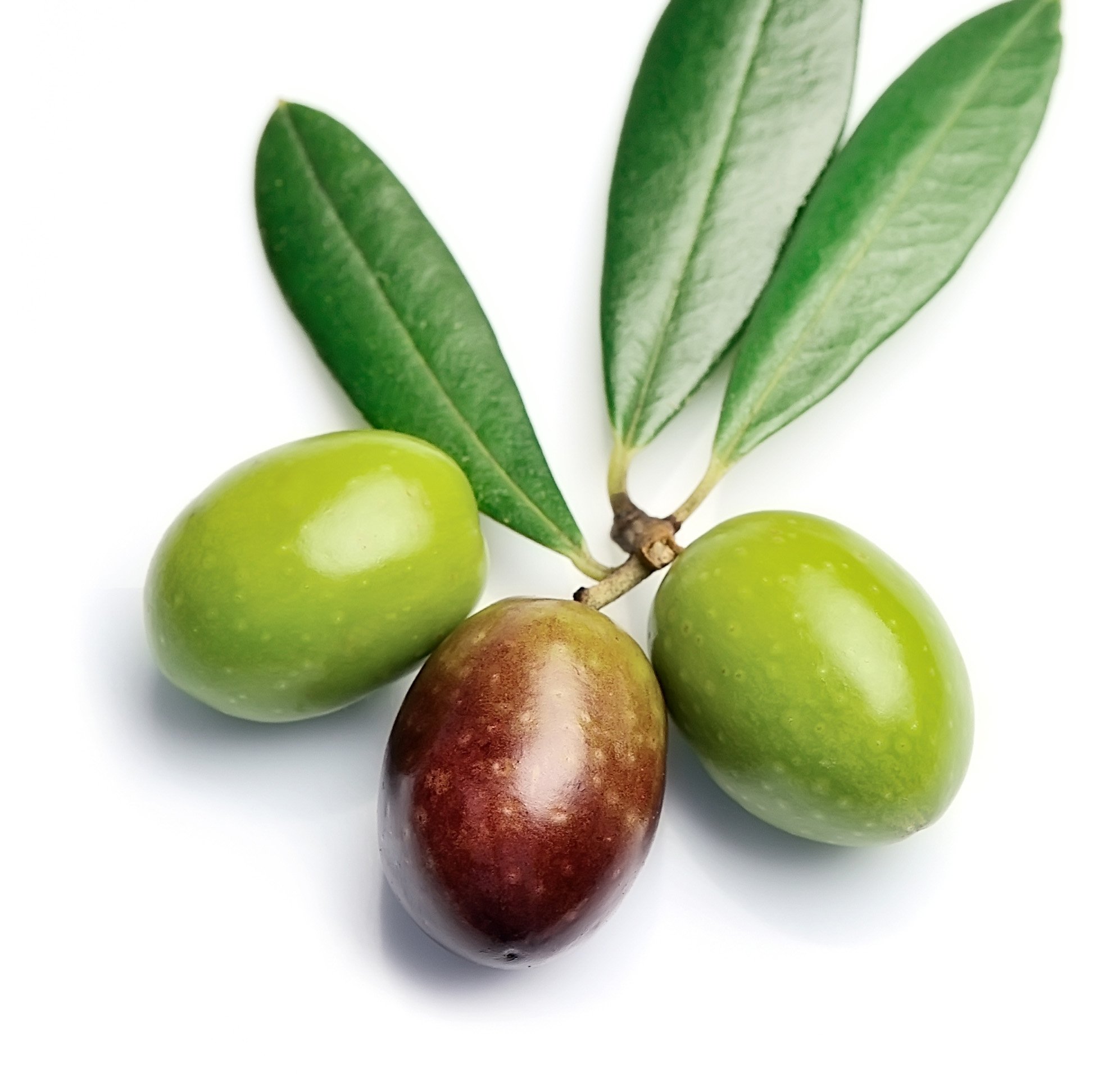 Olea europaea Olive 