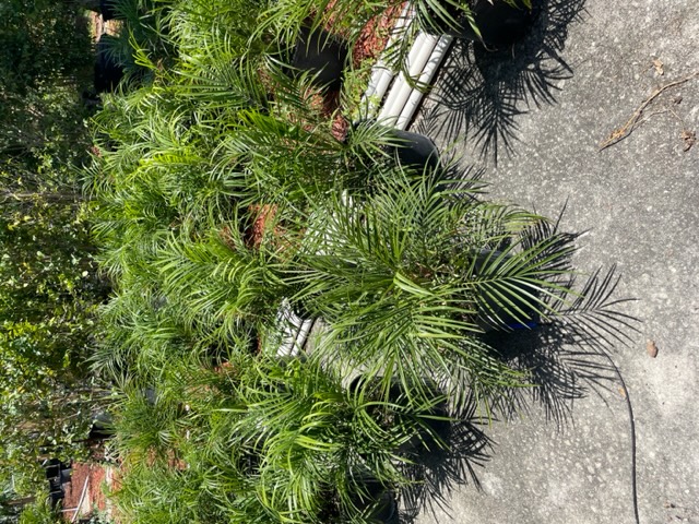 Roebelinii Palm 3 Gal
