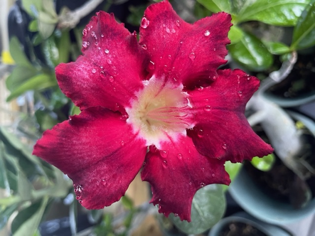 Desert Rose