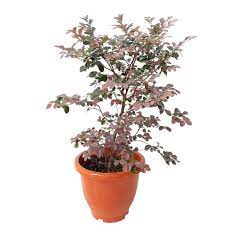 Loropetalum chinense 'Plum' 3 gallon