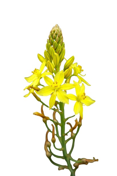 Bulbine 1 Gal