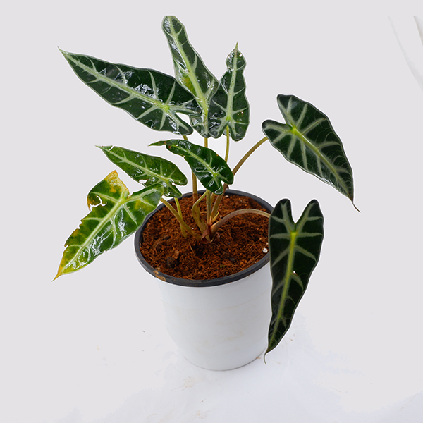 Alocasia Colours 3 gal