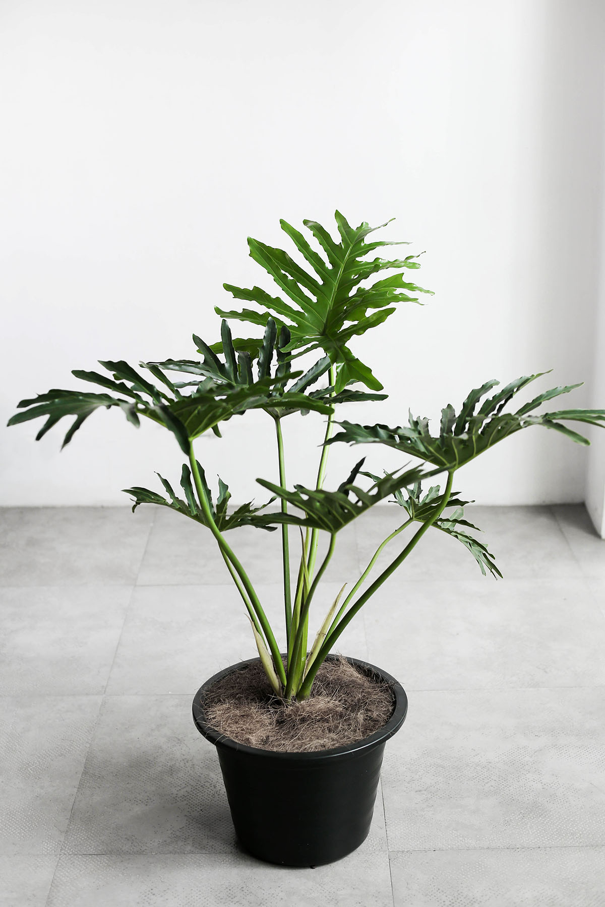 Philodendron Selloum 3 gallon