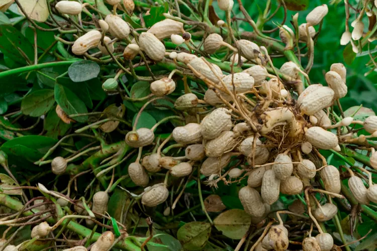 Peanut 1 Gal