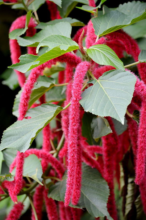 Chenile Bush 3 Gal
