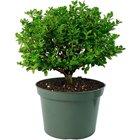 Buxus microphylla japonica 'Japanese Boxwood' 3 gallon