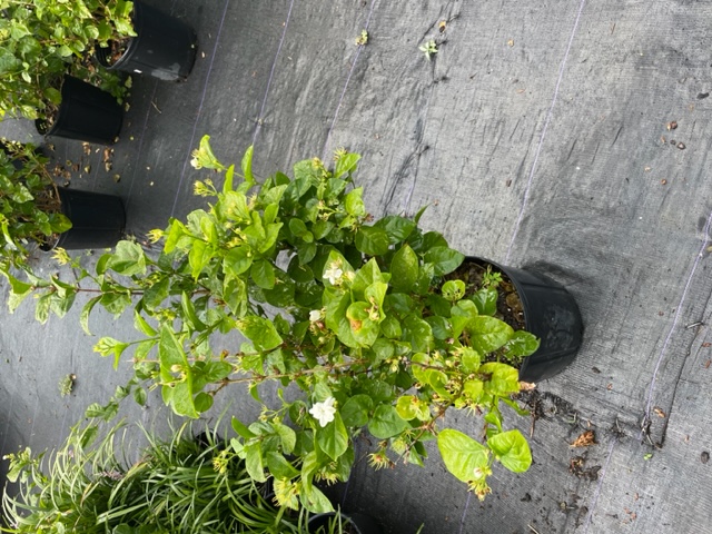 New Orban Jasmine