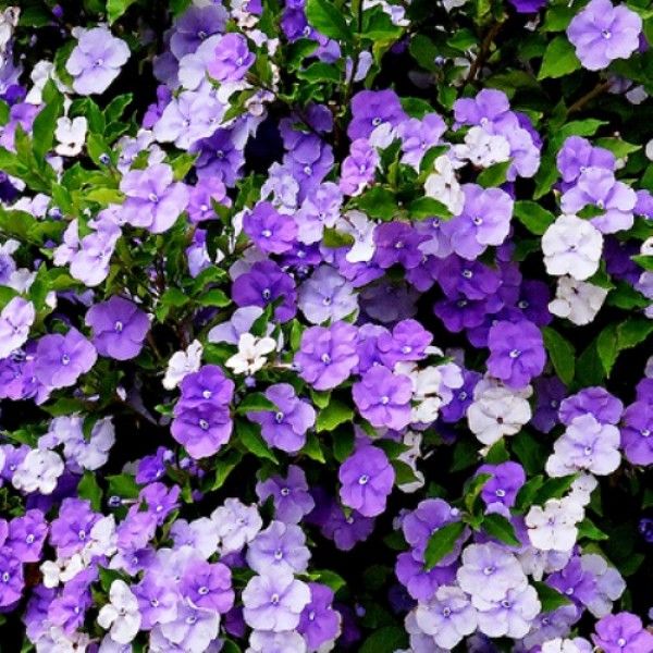 Brunfelsia Compacta 3 Gal