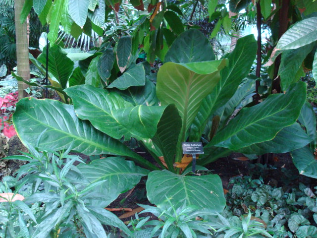  Anthurium Hookeri  3 Gal