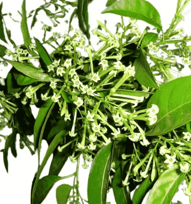 Night Blooming Jasmine 3 Gal